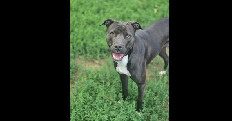 Sapphire thumbnail 5