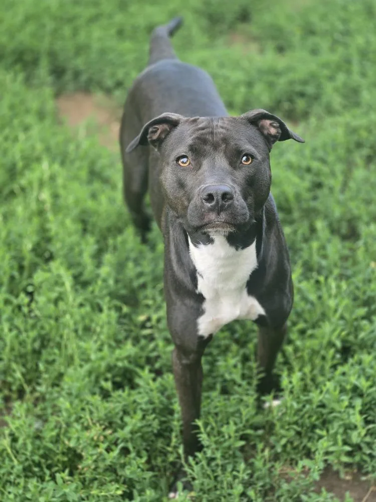 Sapphire thumbnail 6