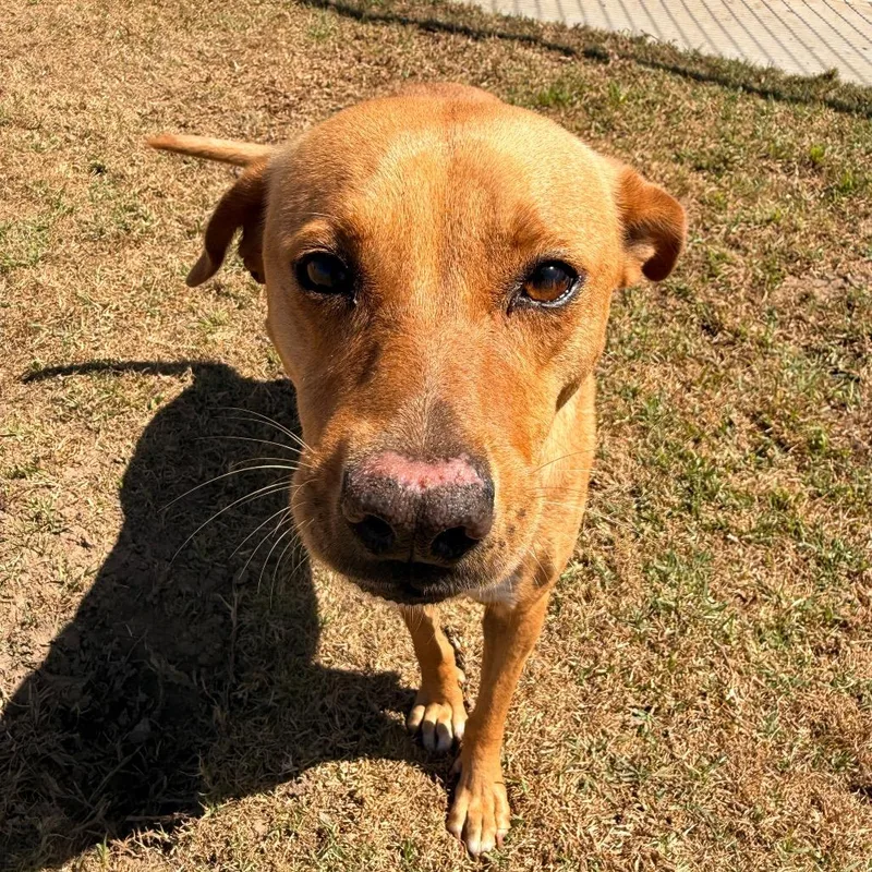 An adult medium-sized female Yellow / Tan / Blond / Fawn Pit Bull Terrier dog named Blondie for adoption in Santa Barbara, CA