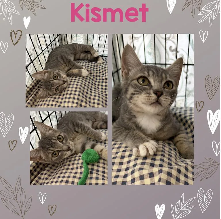 A baby small-sized female Domestic Short Hair cat named Kismet for adoption in BREINIGSVILLE, PA