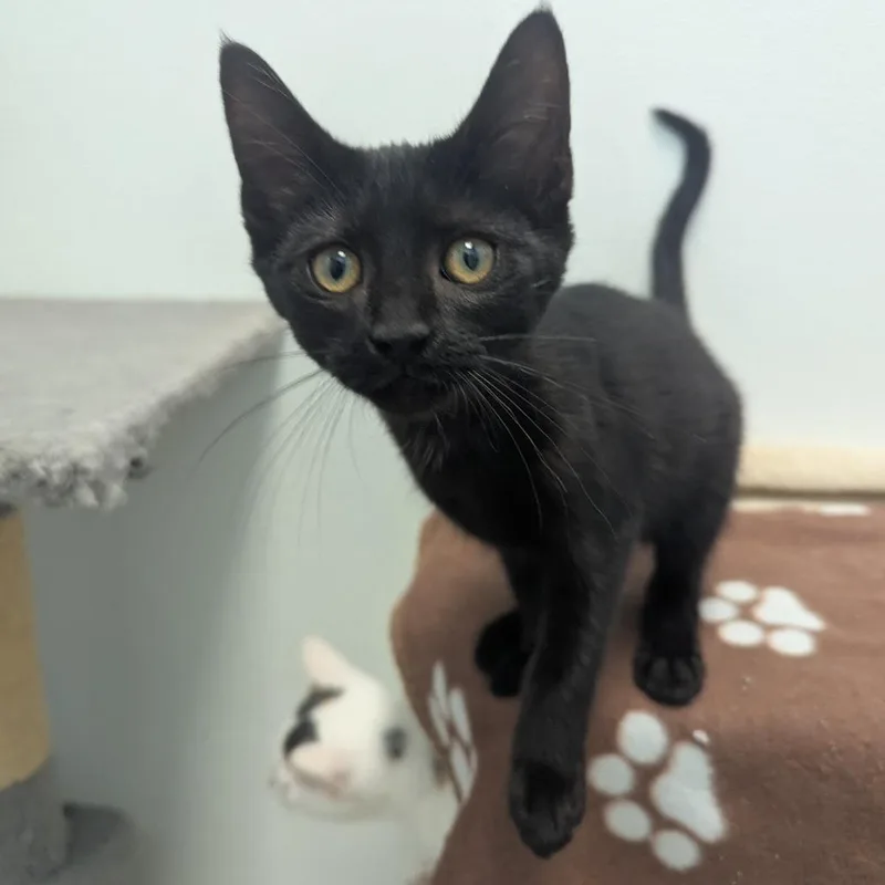 A baby small-sized female Black Domestic Short Hair cat named Giana Mackey for adoption in Winchester, TN