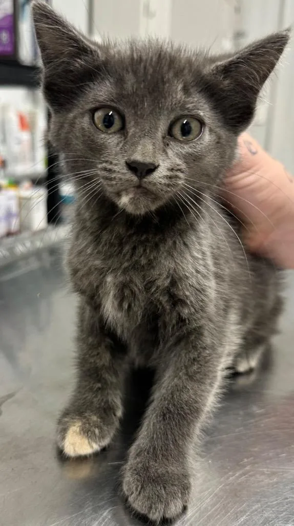 A baby small-sized female Domestic Short Hair cat named Sisu for adoption in Hillsdale, IN
