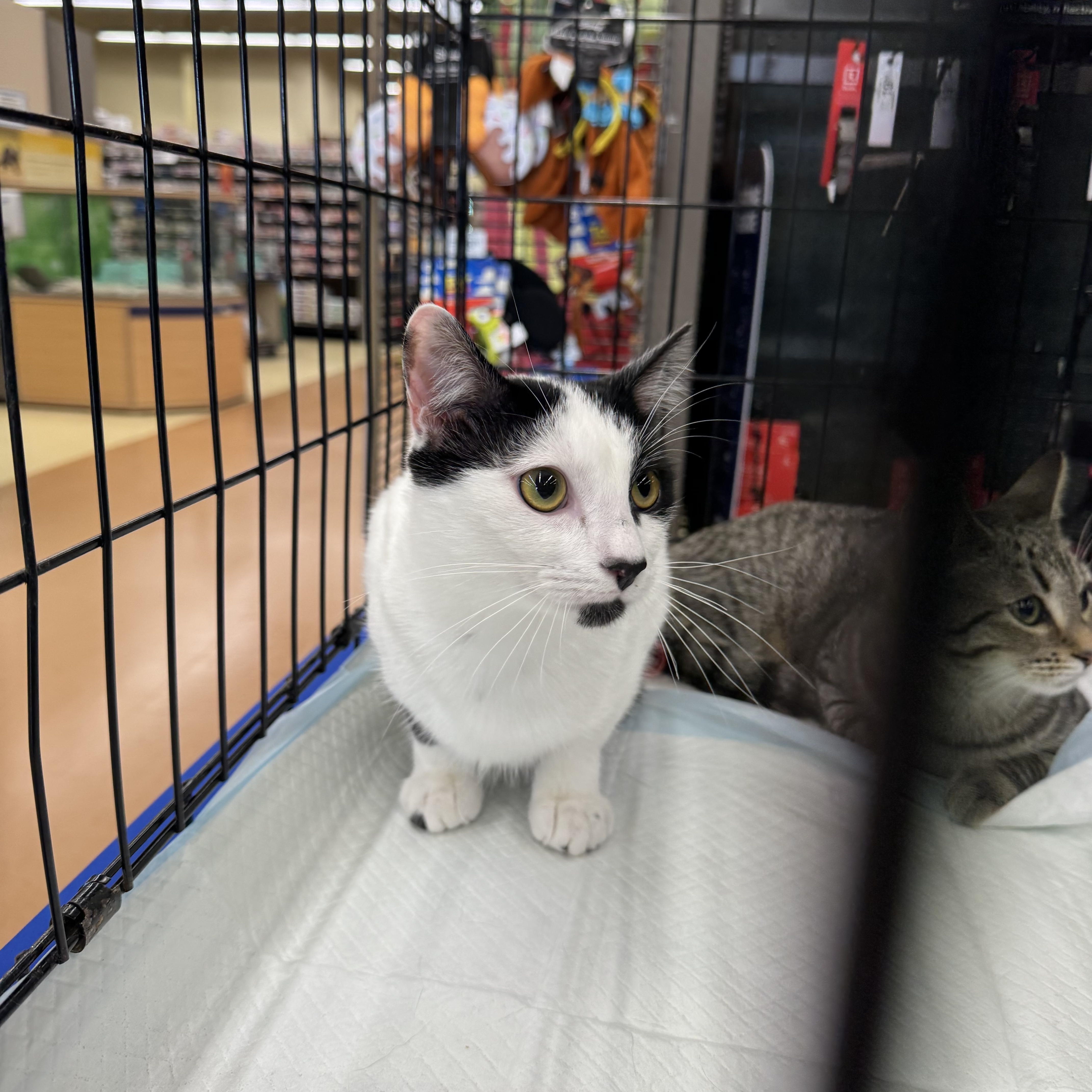 A young medium-sized male Black & White / Tuxedo Domestic Short Hair cat named Lilo for adoption in Easley, SC