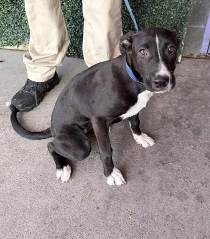A baby medium-sized female Black Shepherd dog named 61057976 for adoption in El Paso, TX