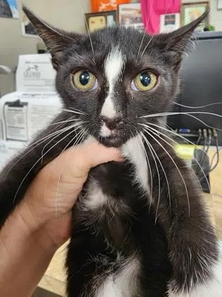 A baby small-sized male Domestic Short Hair cat named Streak $ for adoption in Seneca, SC