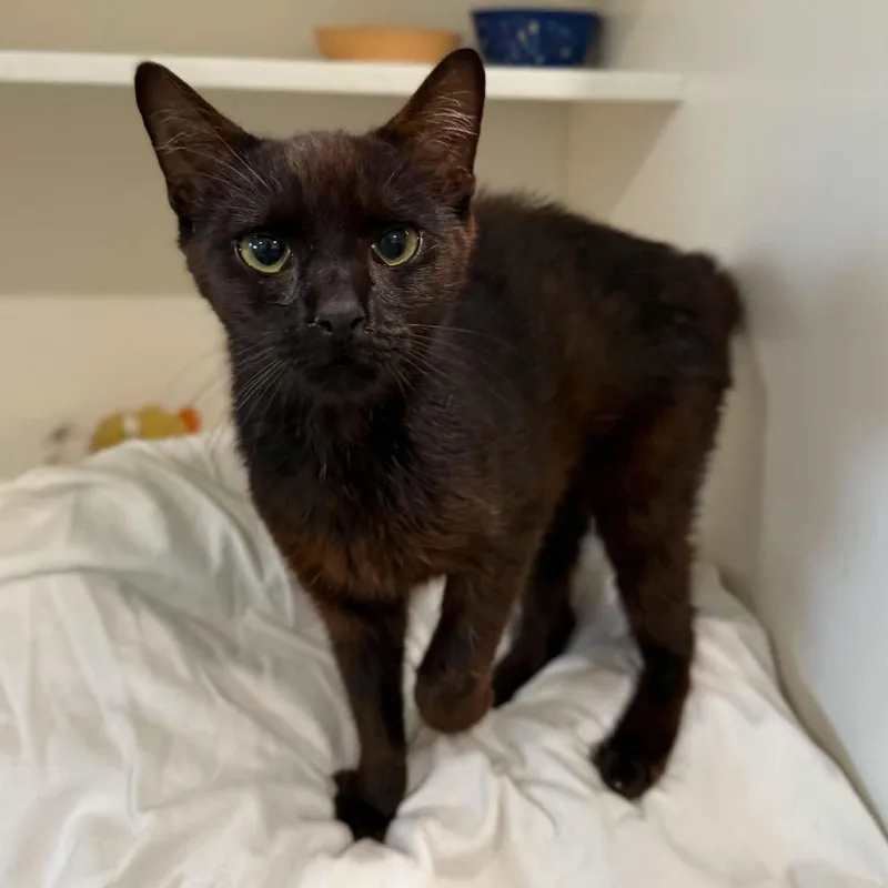 A baby medium-sized female Black Domestic Short Hair cat named Cyndi for adoption in Penn Yan, NY