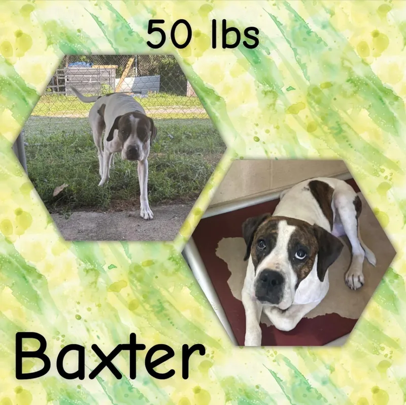 An adult medium-sized male Brindle Boxer dog named Baxter for adoption in McArthur, OH