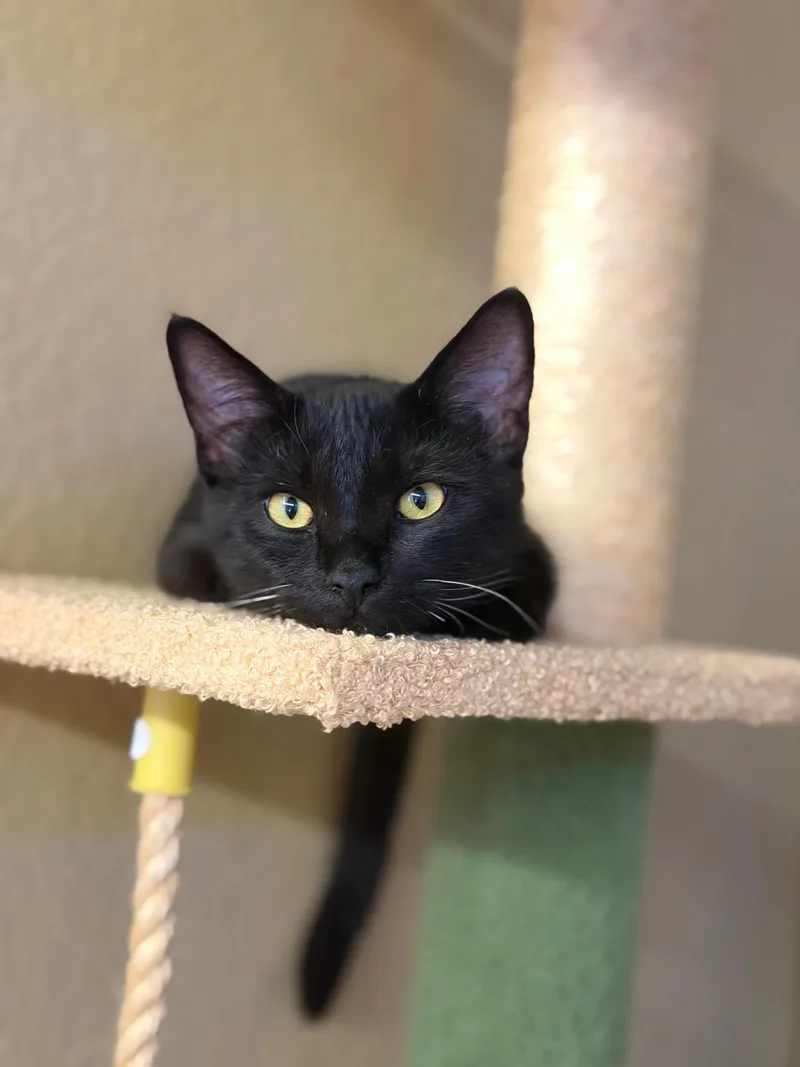 A baby small-sized male Bombay cat named Gizmo for adoption in Palmdale, CA