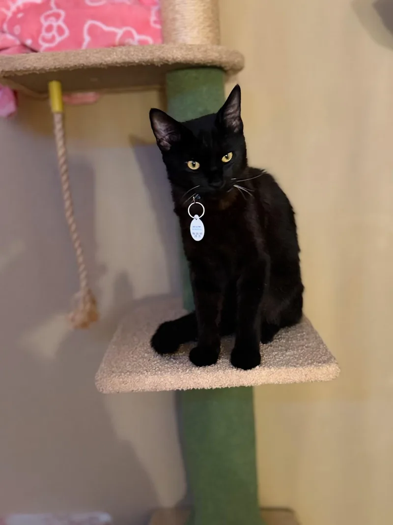 Gizmo thumbnail 2