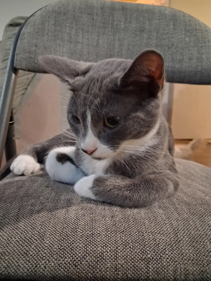 A baby small-sized female Domestic Short Hair cat named Slinky for adoption in Rio Linda, CA