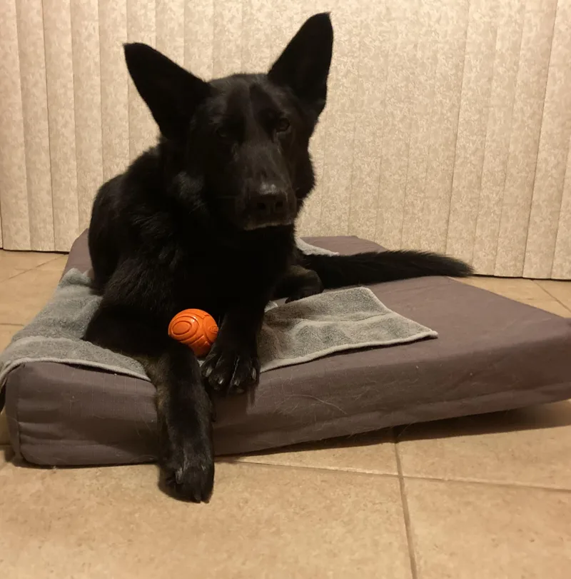 An adult large-sized male Black German Shepherd Dog dog named Balki for adoption in New Rochelle, NY
