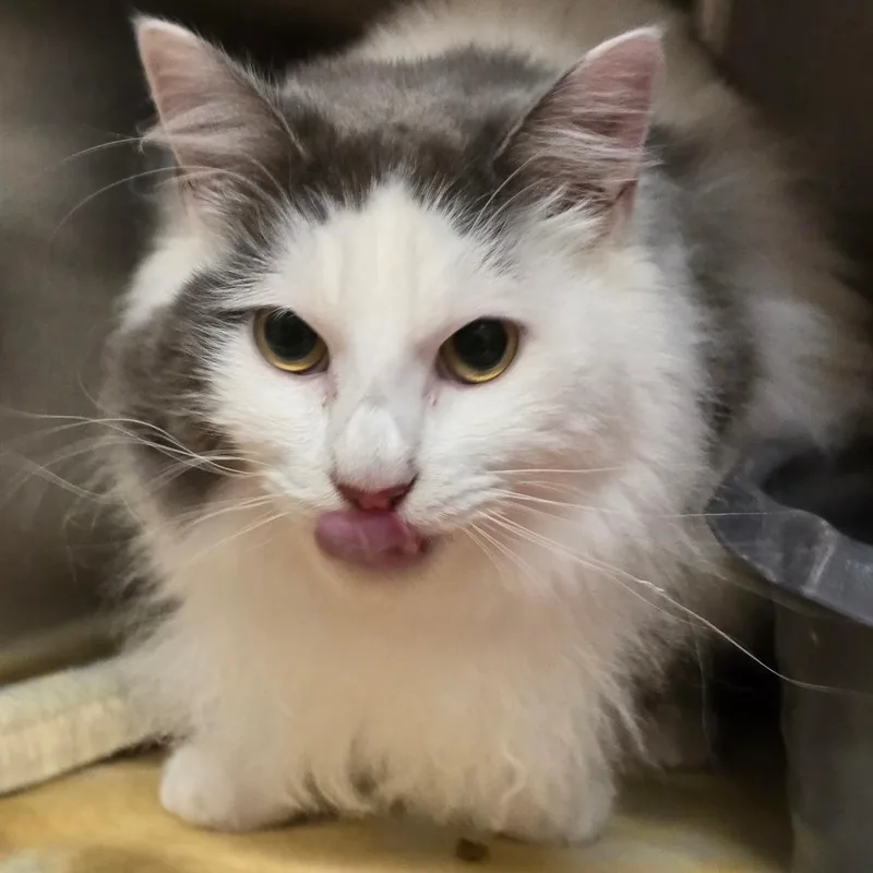 An adult medium-sized male White Domestic Long Hair cat named Leo for adoption in Wickenburg, AZ