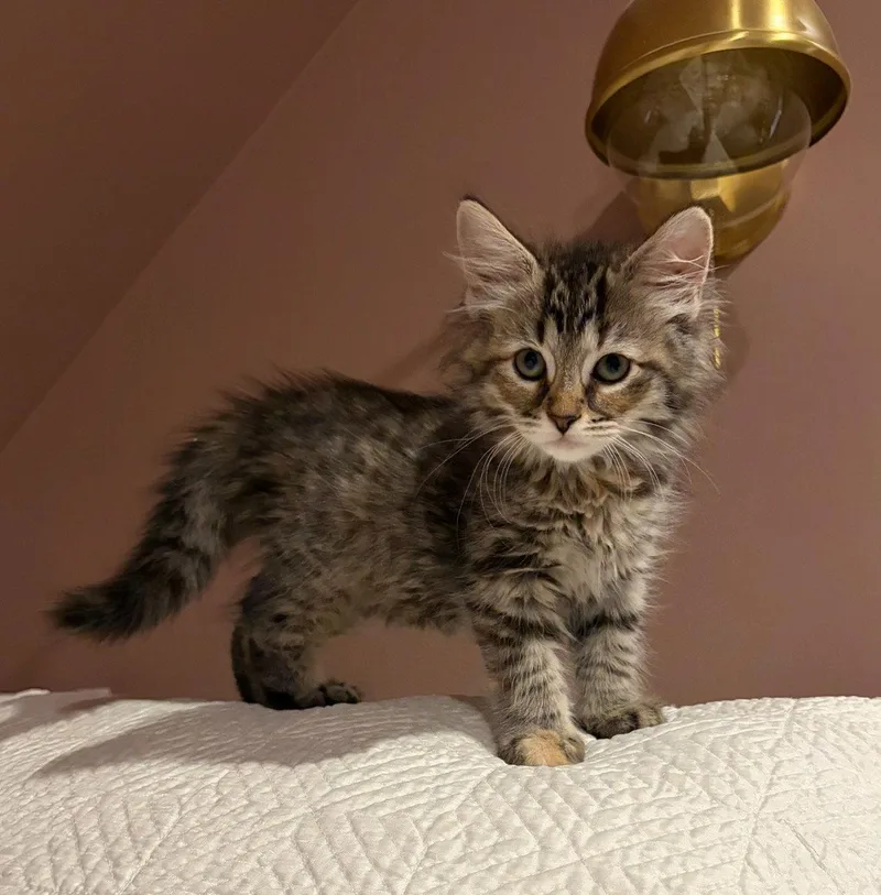 A baby medium-sized female Domestic Medium Hair cat named Winona for adoption in Rootstown, OH