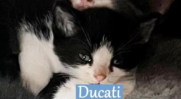 A baby medium-sized male Domestic Short Hair cat named Ducati for adoption in Hoover , AL
