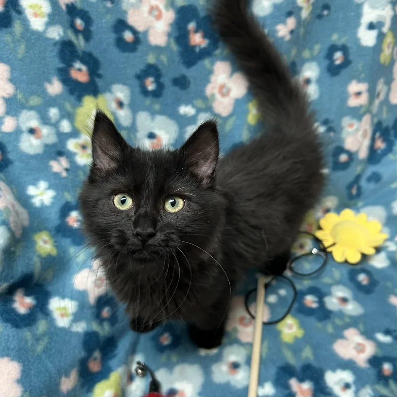A baby medium-sized female Black Domestic Long Hair cat named Lolli for adoption in White Oak, PA