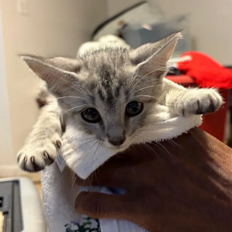 A baby small-sized male Gray / Blue / Silver Domestic Short Hair cat named Chives for adoption in Waldorf, MD