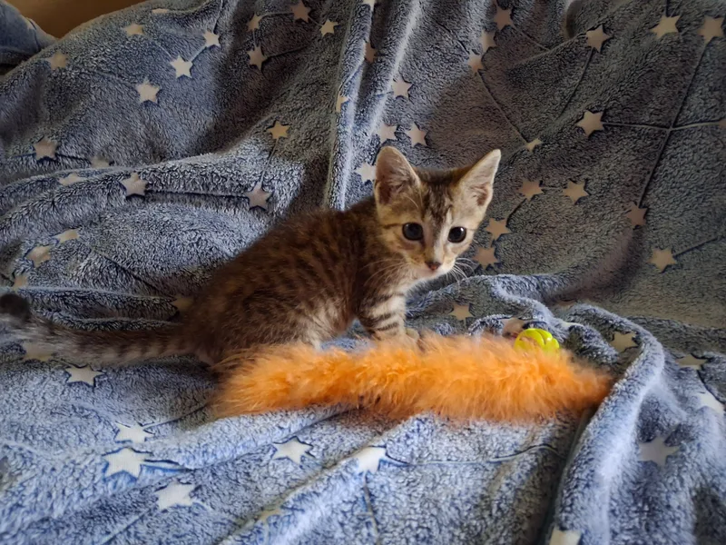 A baby medium-sized male Tabby (Gray / Blue / Silver) Domestic Short Hair cat named Sir Reginald Fluffybottom the for adoption in Peoria, IL