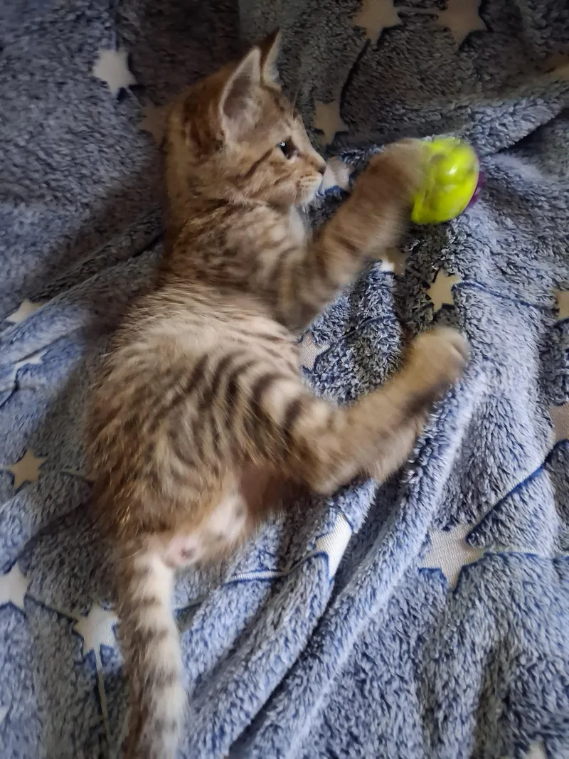 Sir Reginald Fluffybottom the thumbnail 2