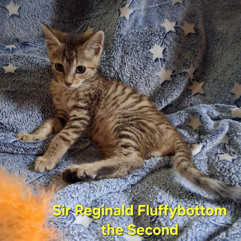 Sir Reginald Fluffybottom the thumbnail 3