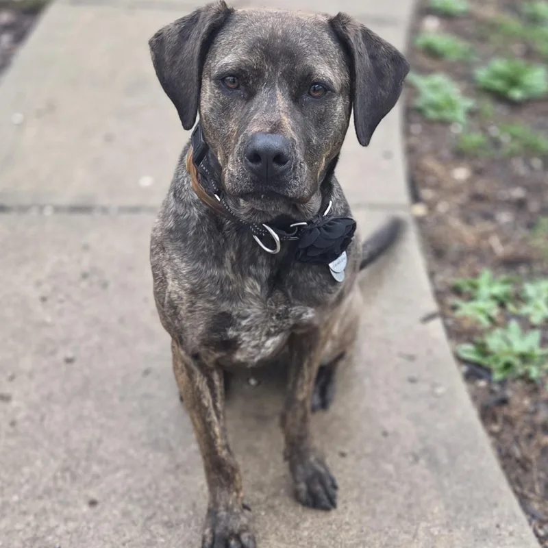 A young medium-sized female Brindle Cane Corso dog named Vera for adoption in De Soto, KS
