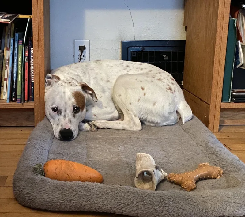 Grover Courtesy Cupid thumbnail 2