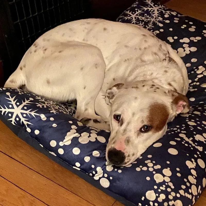 Grover Courtesy Cupid thumbnail 3