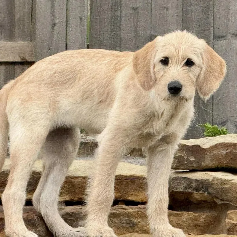 Daisy Mae thumbnail 2