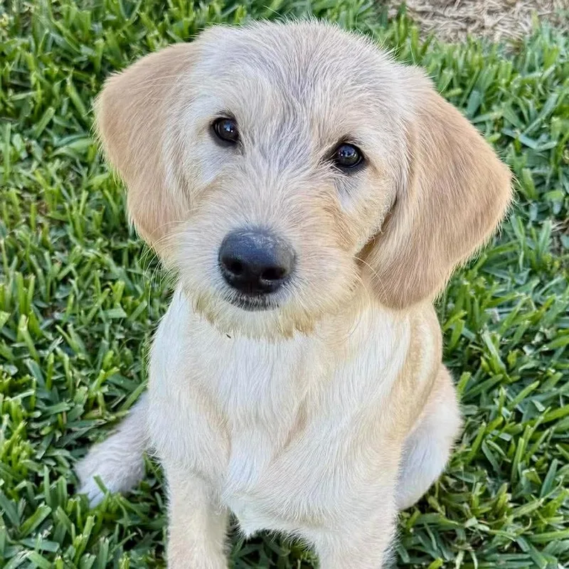 Daisy Mae thumbnail 3