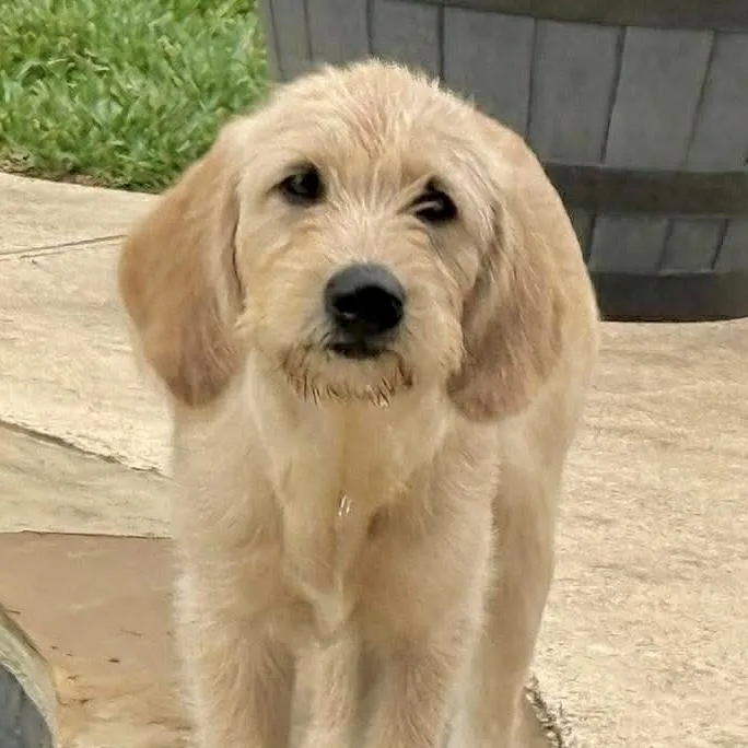 Daisy Mae thumbnail 4