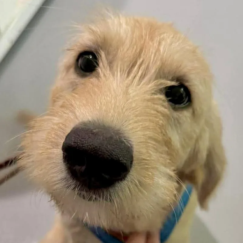 Daisy Mae thumbnail 6