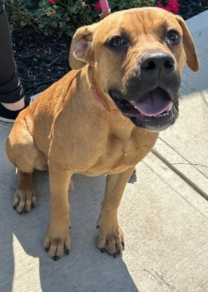 An adult large-sized male Mixed Breed dog named Pobble for adoption in Chamblee, GA