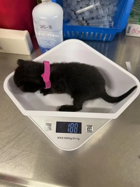 A baby small-sized female Domestic Short Hair cat named Kaya for adoption in Santa Maria, CA