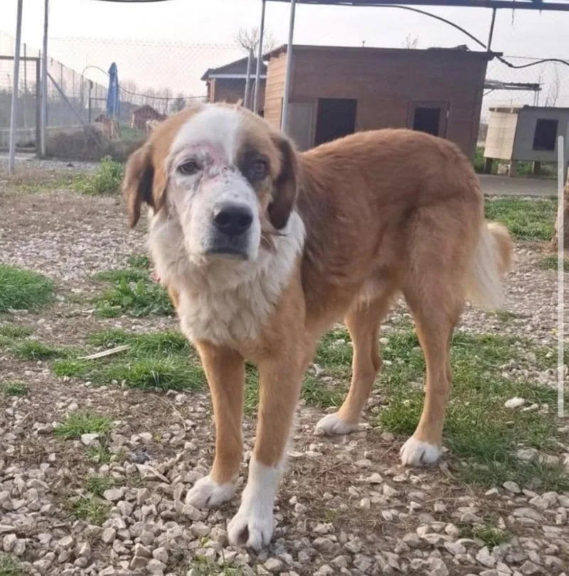 Sammy Alabania thumbnail 3