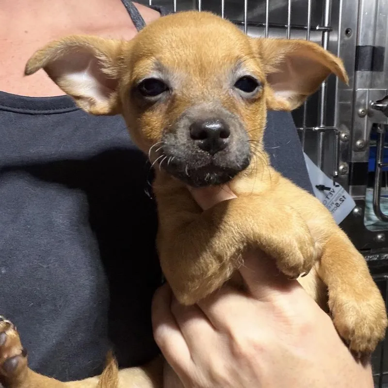 A baby small-sized male Yellow / Tan / Blond / Fawn Terrier dog named Kale for adoption in North Port, FL