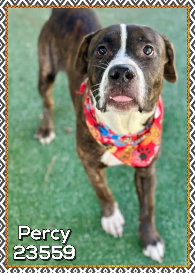 A young medium-sized male Brindle Hound dog named Percy for adoption in Marietta, GA