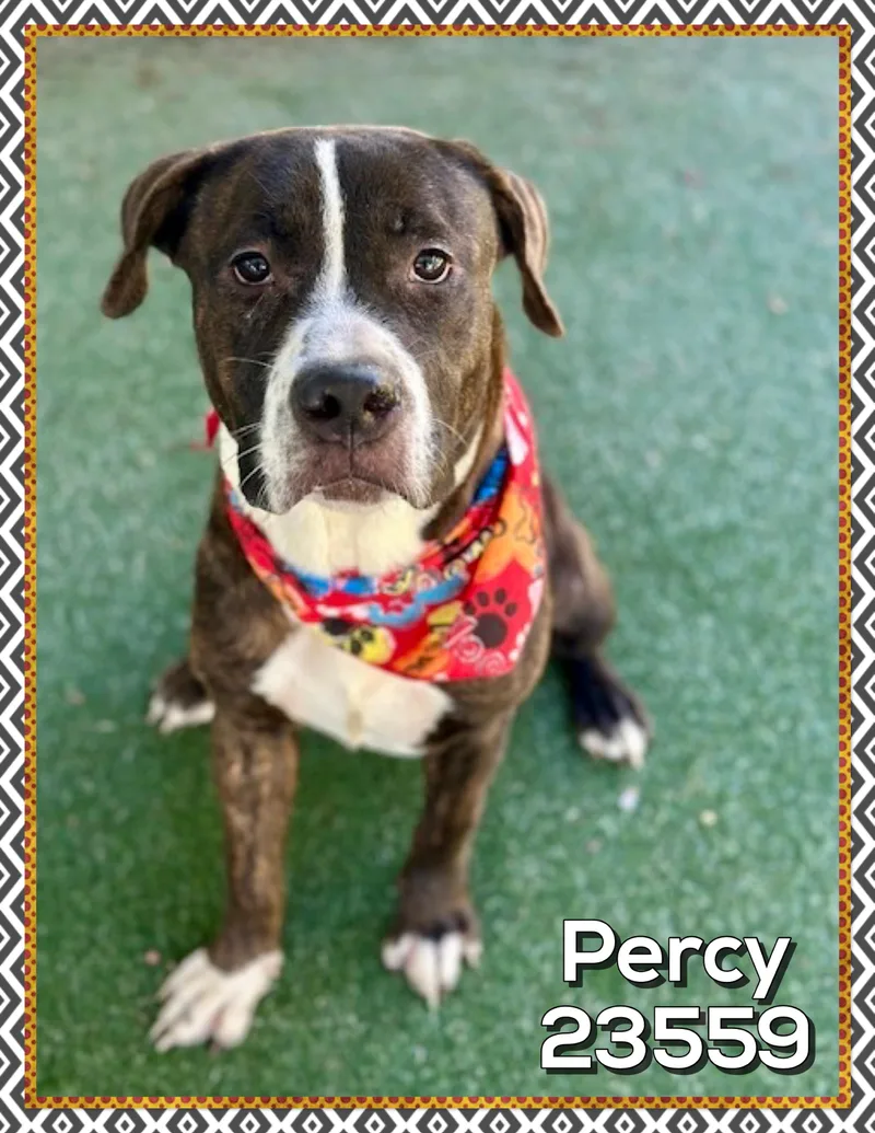 Percy thumbnail 2