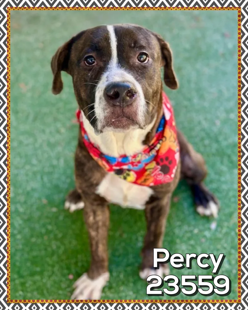 Percy thumbnail 3