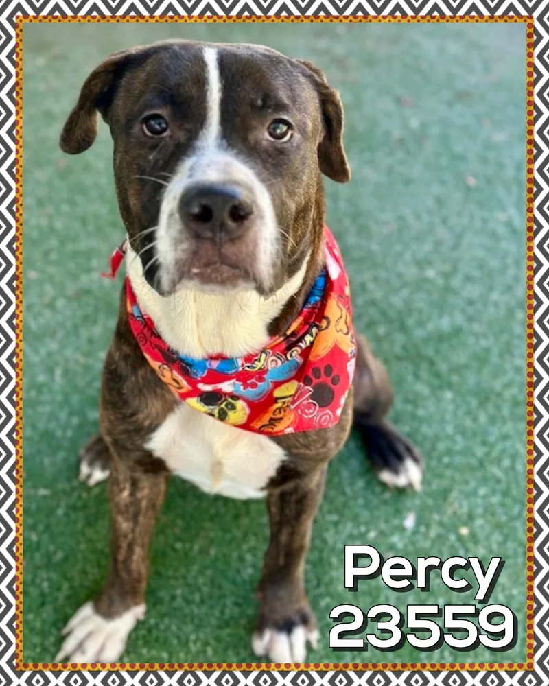 Percy thumbnail 4