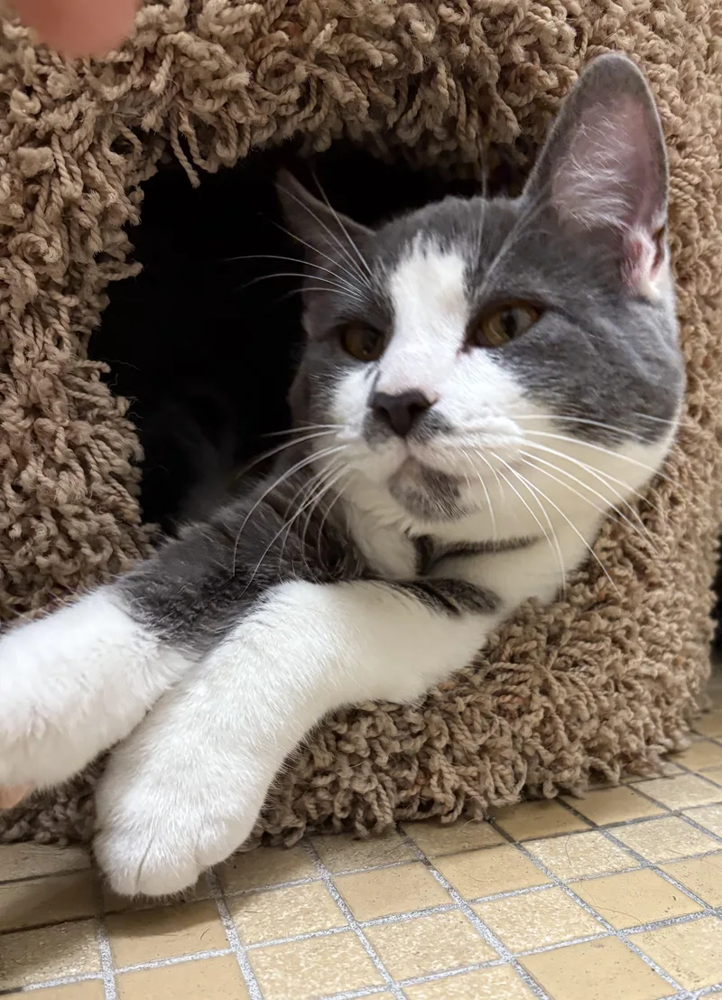 Jacob Elordi thumbnail 2