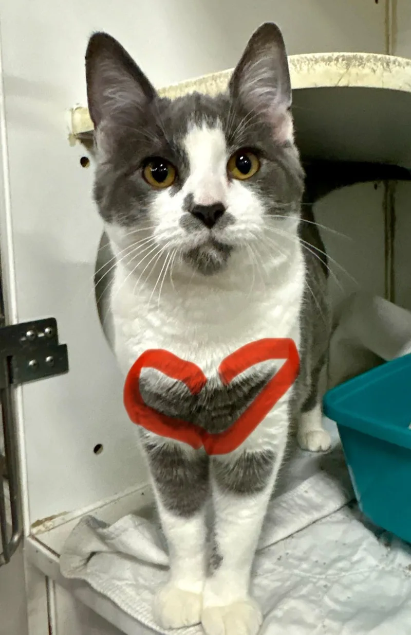 Jacob Elordi thumbnail 3