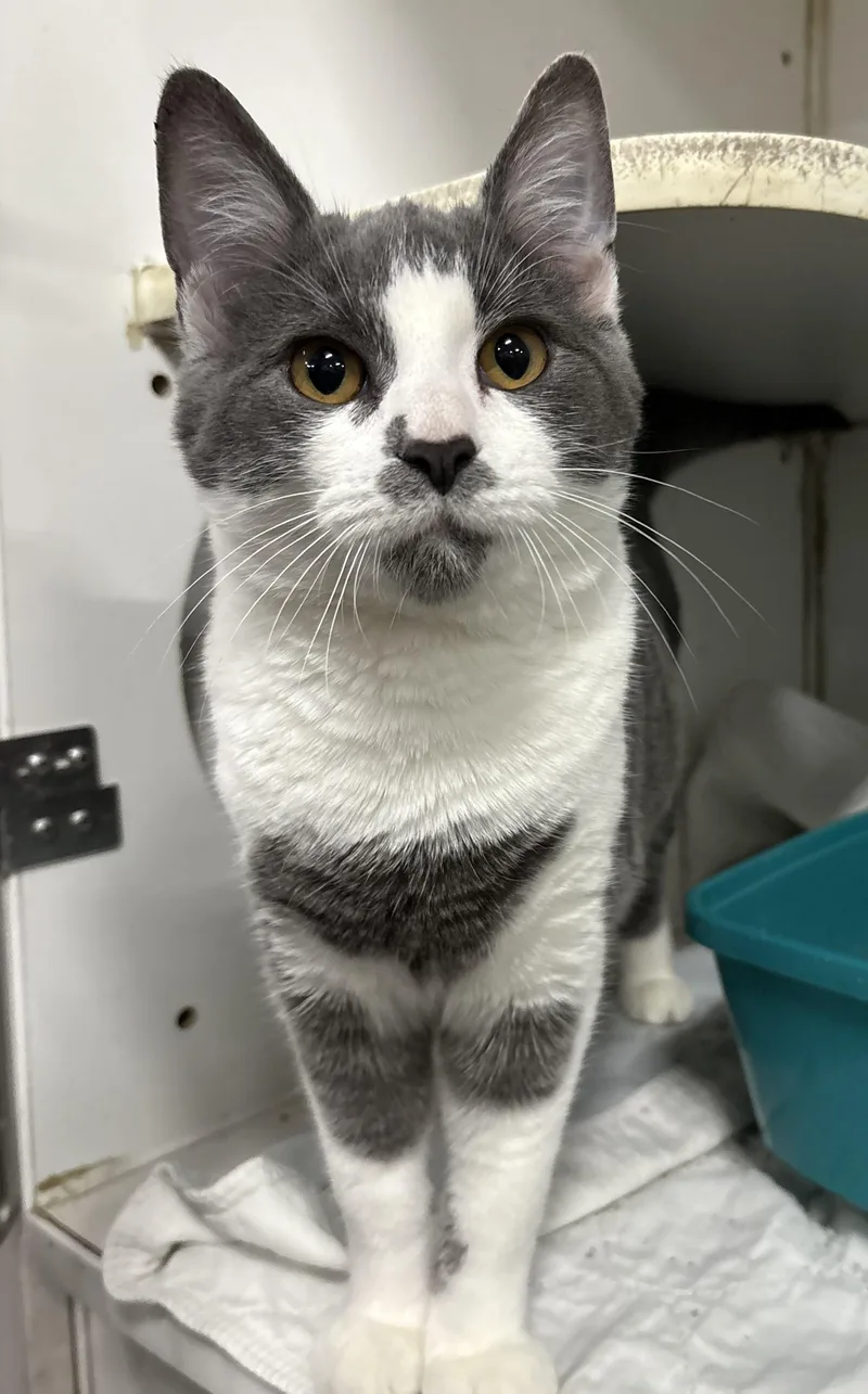 Jacob Elordi thumbnail 4