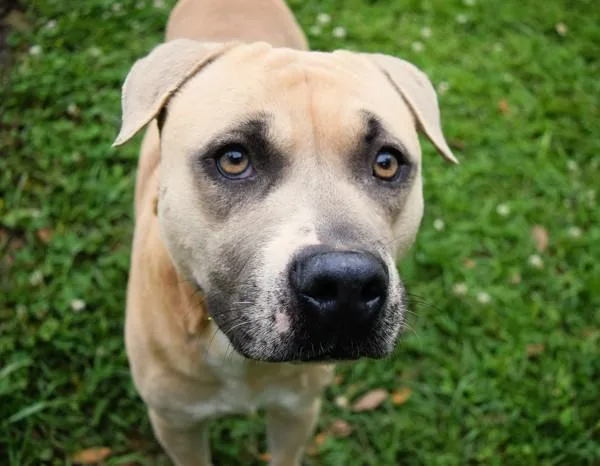 An adult large-sized male American Bulldog dog named Julio for adoption in Mobile, AL