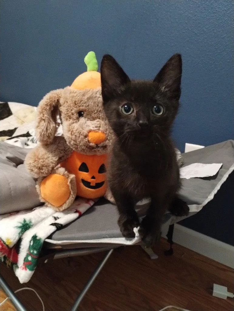 A baby medium-sized male Black Domestic Medium Hair cat named Raven for adoption in Battle Ground, WA