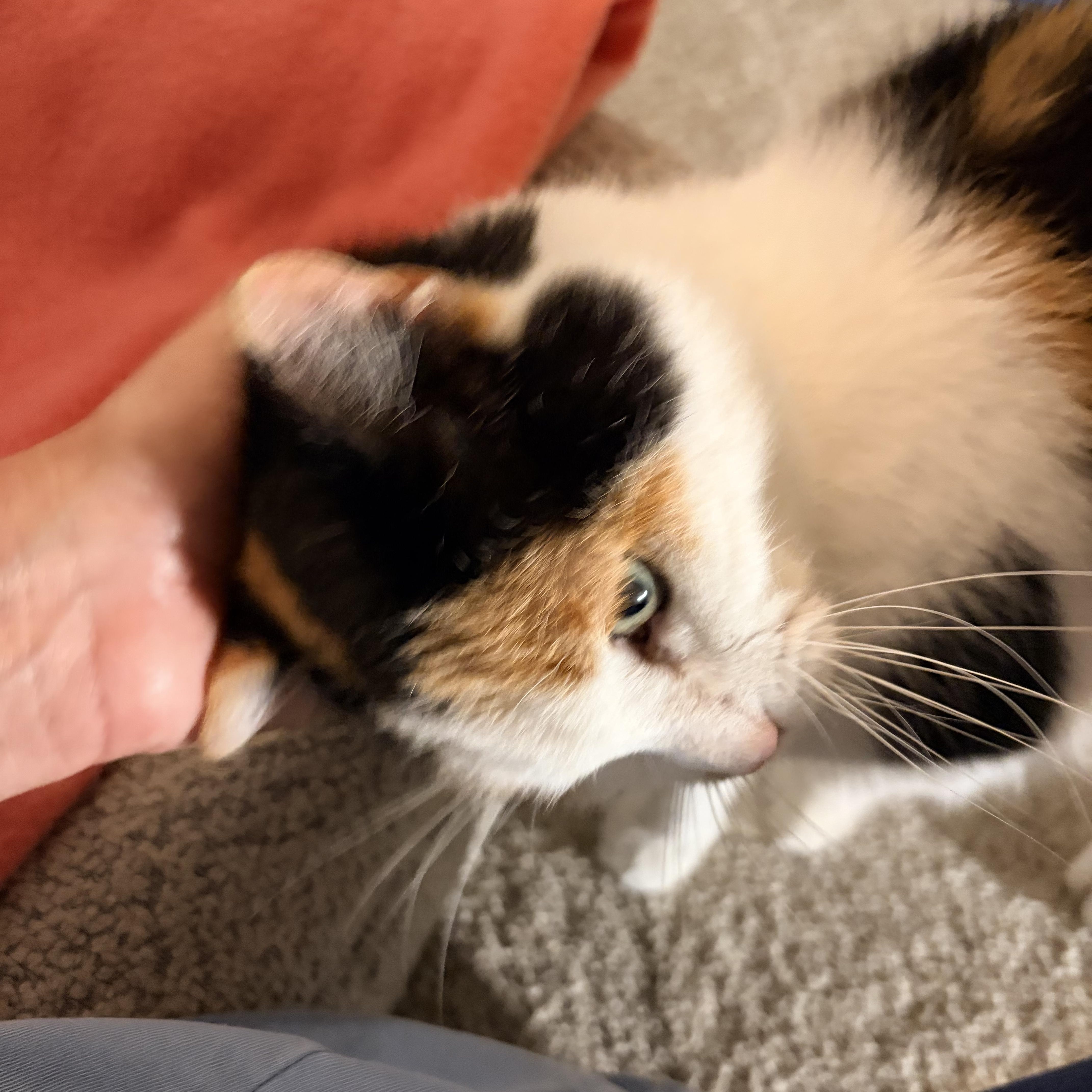 Sweet Pea