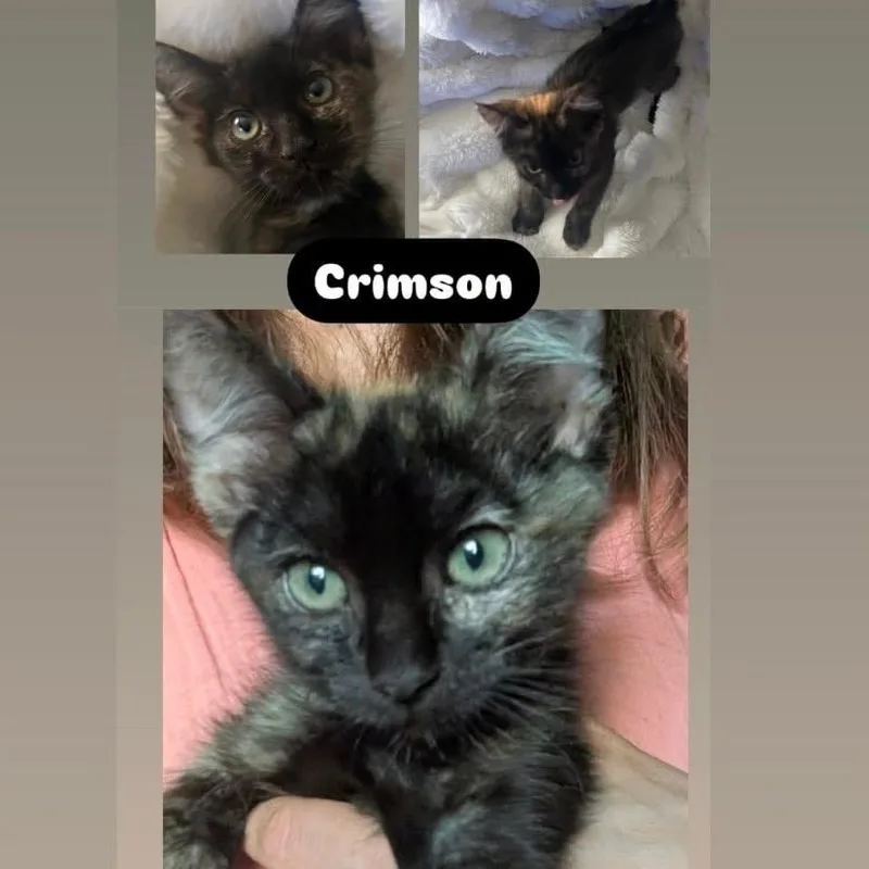 A baby small-sized female Tortoiseshell Domestic Short Hair cat named Crimson for adoption in Orangevale, CA