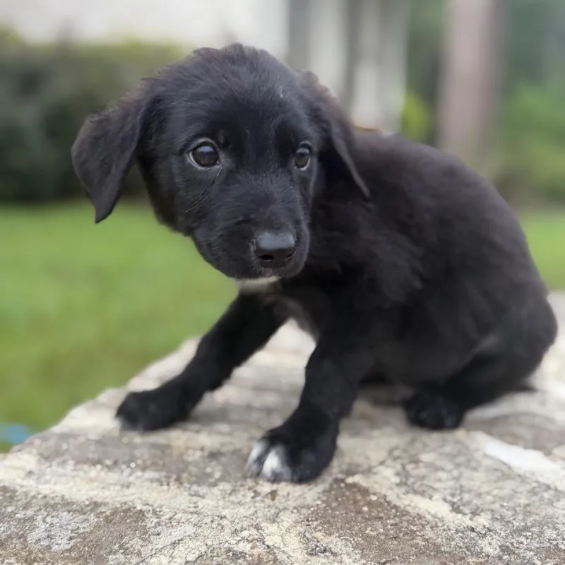 A baby medium-sized female Black Labrador Retriever dog named Willow for adoption in Baton Rouge, LA