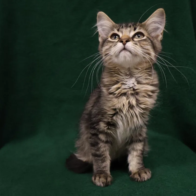 A baby small-sized female Domestic Medium Hair cat named Pancakes for adoption in Saint Charles, MO