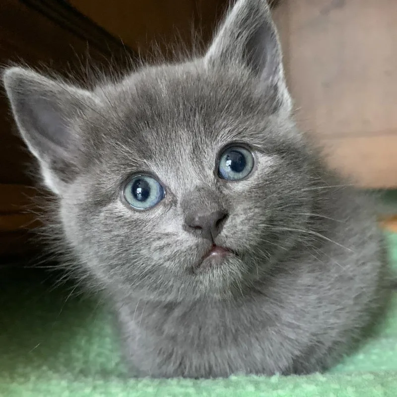 A baby small-sized female Gray / Blue / Silver Domestic Short Hair cat named Meowria for adoption in Michigan City, IN