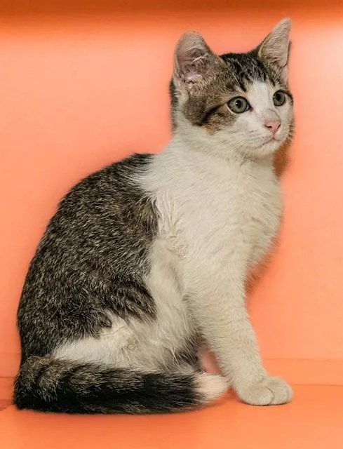 Clawde