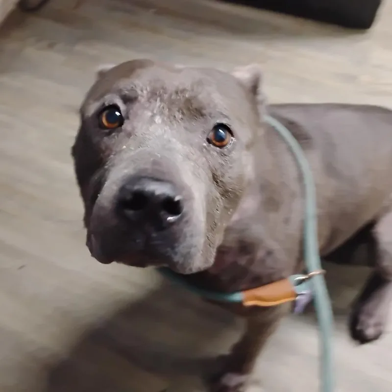 A senior medium-sized male Gray / Blue / Silver Terrier dog named Ghost for adoption in Summerville, SC